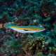 A Mediterranean rainbow wrasse (Coris julis) is pictured in the Mediterranean Sea.